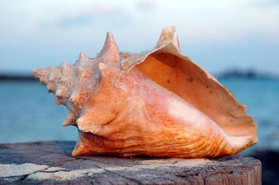 Close-up of sea shore against sky