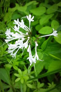 Close-up of flowers