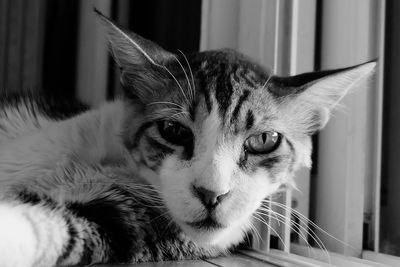 Close-up portrait of a cat