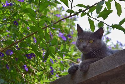 Close-up portrait of cat sitting on tree