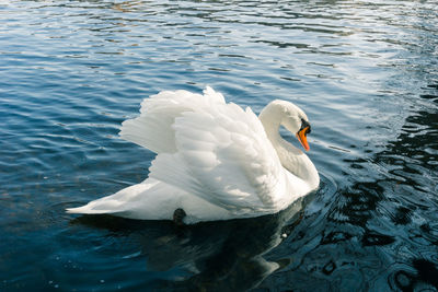 Swan swimming in lake
