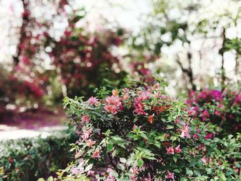 Close-up of flowers blooming outdoors