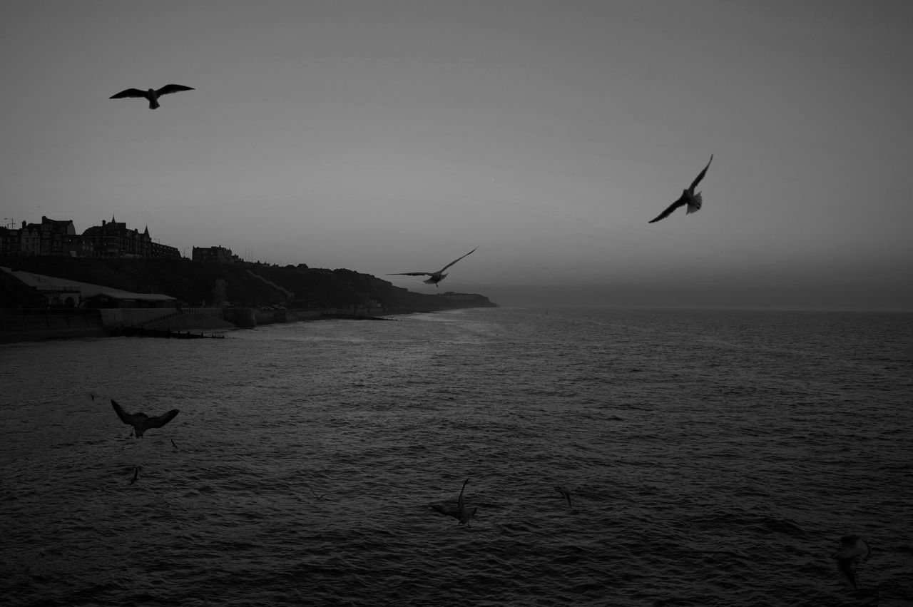 SEAGULLS FLYING OVER SEA