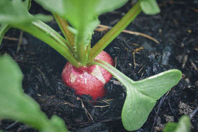 Close-up of strawberry growing on plant