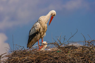 Low angle view of bird perching on nest