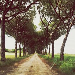 View of trees on landscape