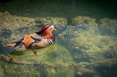 High angle view of duck swimming in lake