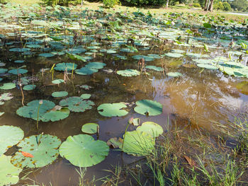 Water lily in lake