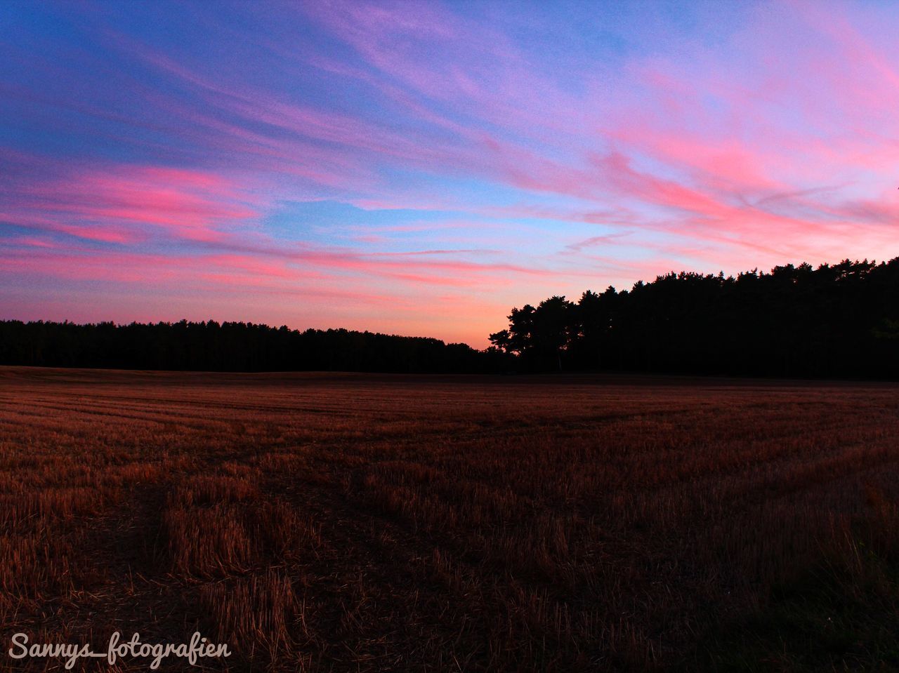 sky, tranquil scene, tranquility, sunset, beauty in nature, scenics - nature, cloud - sky, plant, land, landscape, environment, tree, field, no people, nature, growth, silhouette, orange color, non-urban scene, idyllic, romantic sky