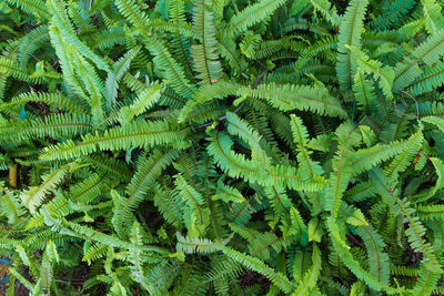 Full frame shot of fern leaves in forest