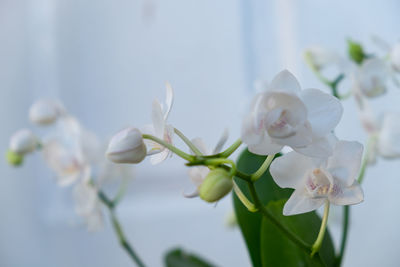 Close-up of white flowering plant