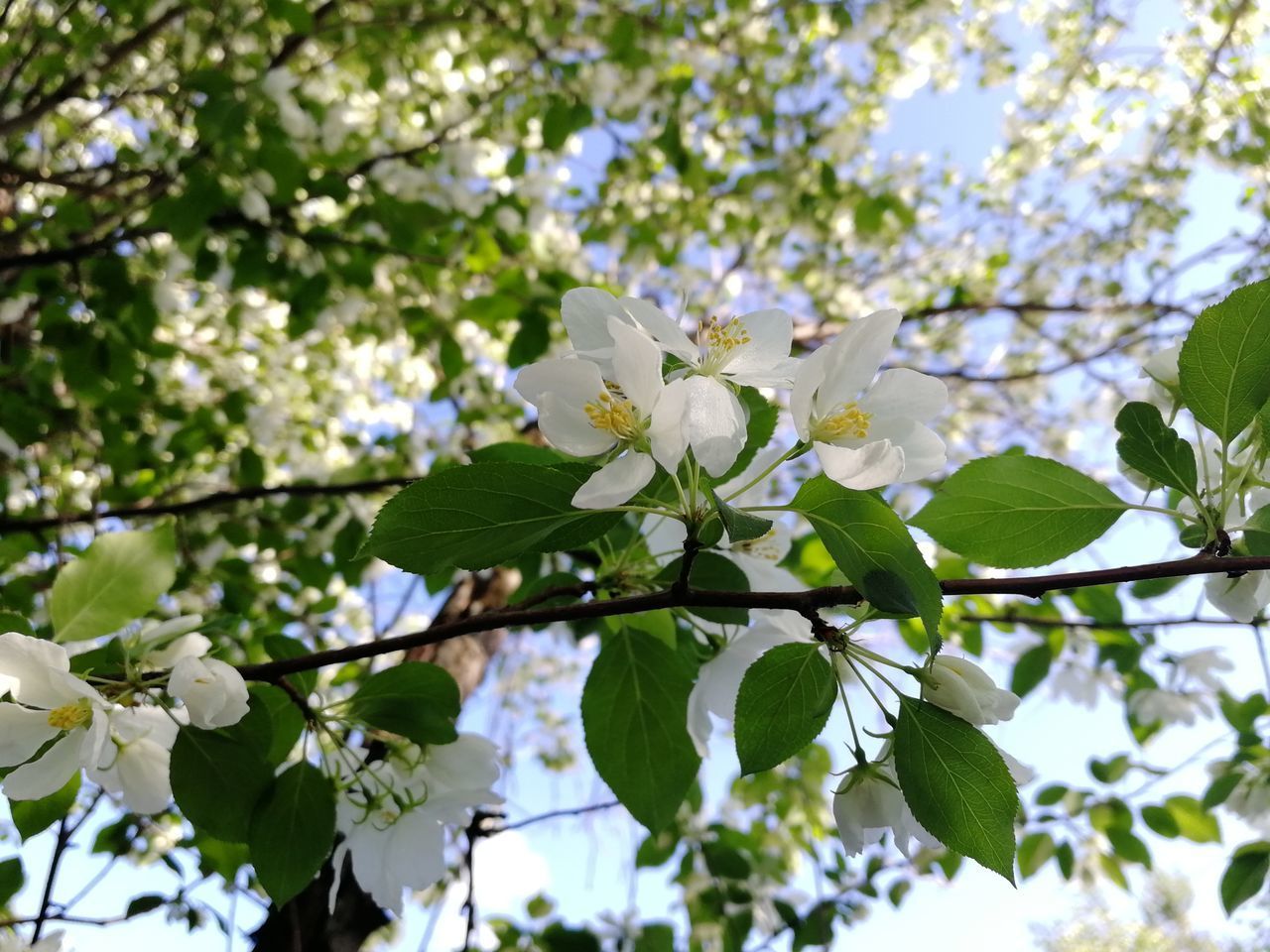 LOW ANGLE VIEW OF WHITE CHERRY BLOSSOM