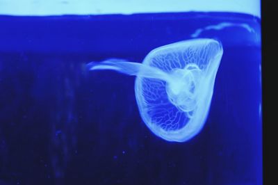 Close-up of jellyfish swimming in aquarium