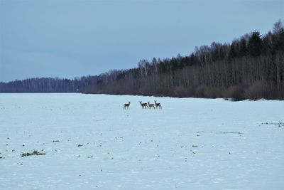 Scenic view of snow covered trees against sky