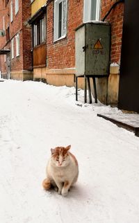 Cat lying on snow covered building