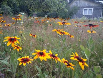 Close-up of yellow flowers