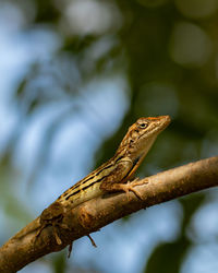 Close-up of lizard on branch