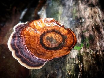 Close-up of snail on wood