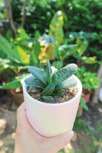 Close-up of hand holding plant