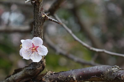Close-up of white cherry blossoms on branch