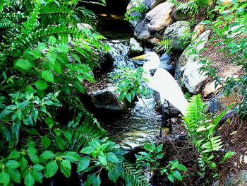 Stream flowing through forest