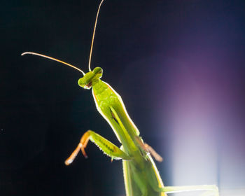 Close-up of insect on leaf