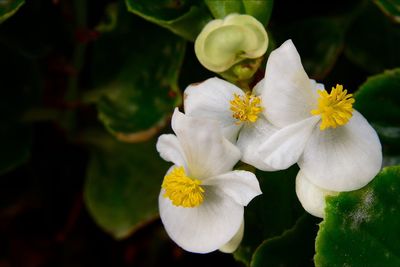 Close-up of yellow flower