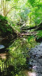 Stream flowing through forest