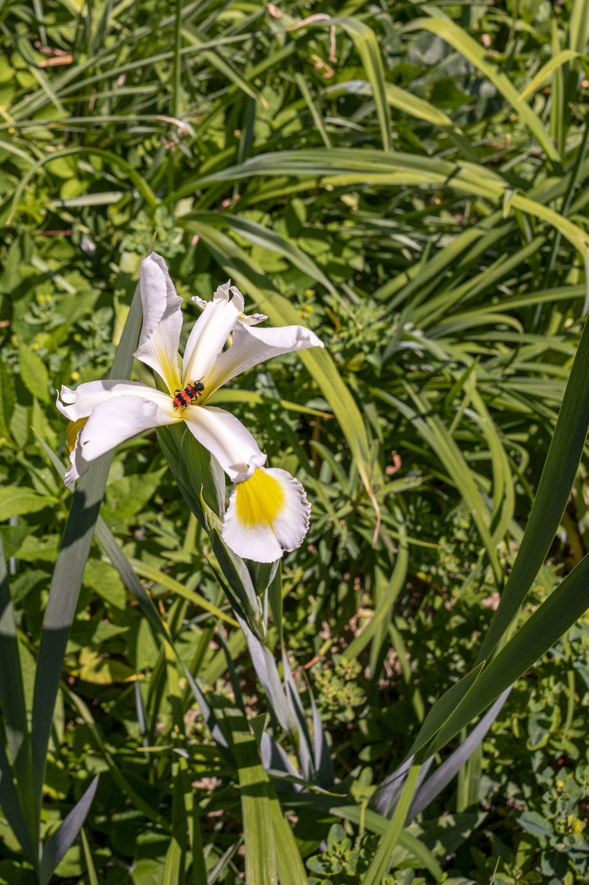 CLOSE-UP OF WHITE FLOWERING PLANT