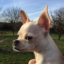 Close-up of dog on grassy field