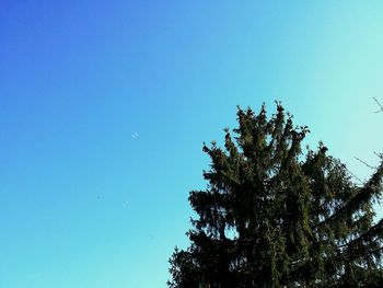 Low angle view of trees against clear blue sky