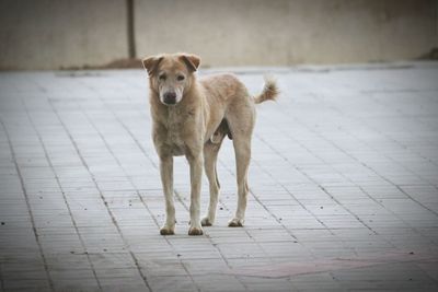 Stray dog standing on street