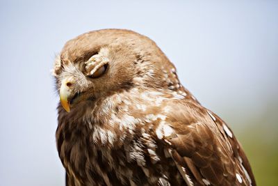 Close up of a bird of prey