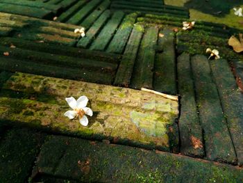 High angle view of white flowering plants on wood