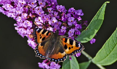 Close-up of butterfly pollinating flower