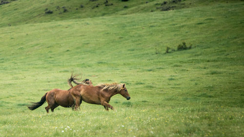 View of horses running on grassy field