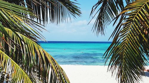 Palm tree by sea against sky