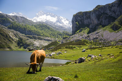 Cow  standing in a mountain 