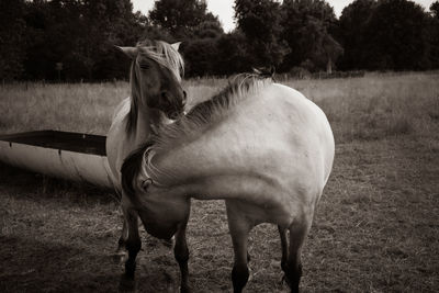 Horse standing in ranch