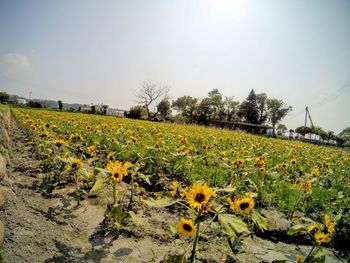 Scenic view of oilseed rape field against sky