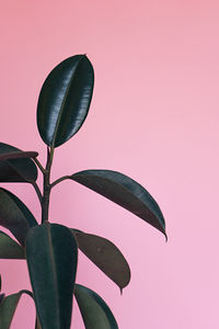 Close-up low angle view of leaves