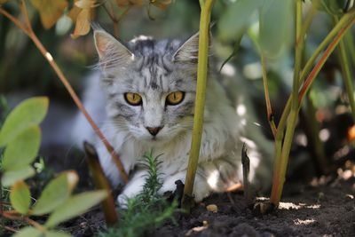 Portrait of kat in the garden 