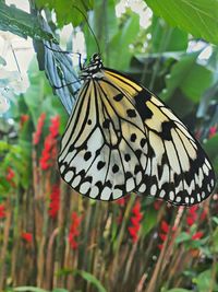 Butterfly on leaf