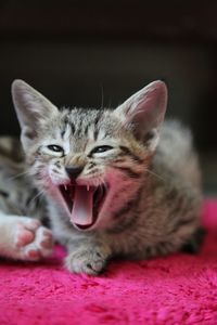Close-up of kitten yawning at home
