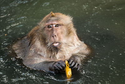 High angle view of long-tailed macaque holding banana in lake at zoo
