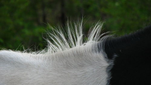 Close-up of dog