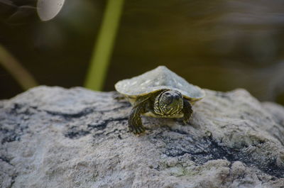 Close-up of frog on rock