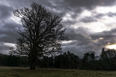 Silhouette trees on landscape against storm clouds