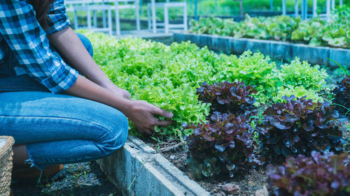 Midsection of woman holding flower pot