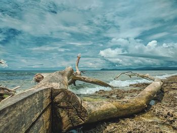 Driftwood at beach against sky